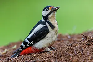 Major: Great spotted woodpecker