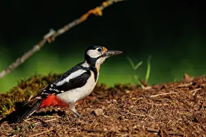 Major: Great spotted woodpecker
