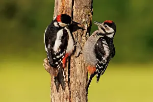 Major: Great spotted woodpecker