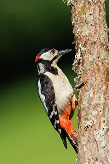 Major: Great spotted woodpecker