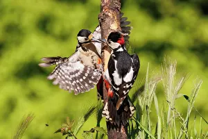 Major: Great spotted woodpecker