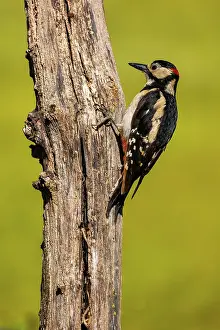 Major: Great spotted woodpecker