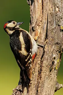 Major: Great spotted woodpecker