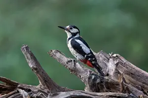 Bretagne: GREAT SPOTTED WOODPECKER