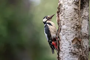 Bretagne: GREAT SPOTTED WOODPECKER