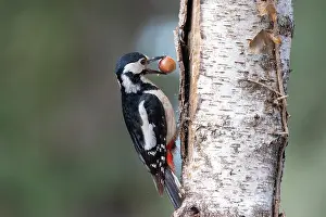 Bretagne: GREAT SPOTTED WOODPECKER