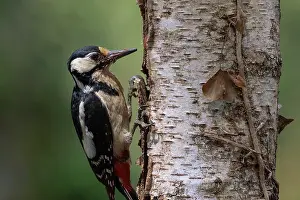 Bretagne: GREAT SPOTTED WOODPECKER