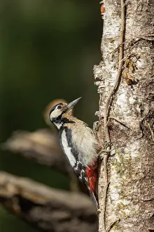 Bretagne: GREAT SPOTTED WOODPECKER