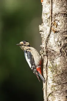 Bretagne: GREAT SPOTTED WOODPECKER