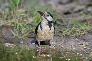 110121: Great Spotted Woodpecker - adult female drinking