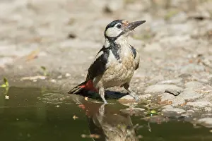 Major: Great Spotted Woodpecker - adult female drinking