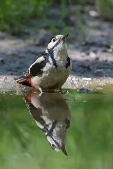 270321: Great Spotted Woodpecker - adult male drinking -