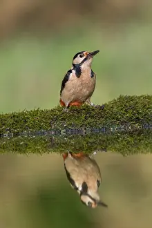 290421: Great Spotted Woodpecker - Cornwall - UK