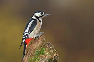 Deadwood: Great spotted woodpecker (Dendrocopos major), female
