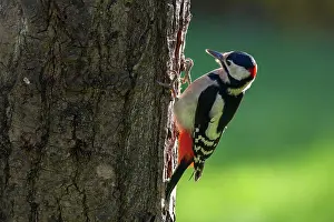 Picoides: Great Spotted Woodpecker (Dendrocopos major), Clinging