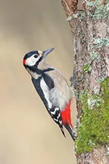 Picid: Great spotted woodpecker (Dendrocopos major) on