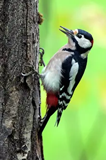 Picoides: Great Spotted Woodpecker (Dendrocopos major), Clinging