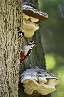 Picid: Great spotted woodpecker (Dendrocopos major) at