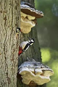 Picid: Great spotted woodpecker (Dendrocopos major) at