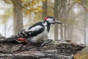 Composition: Great spotted woodpecker (Dendrocopos major), greater