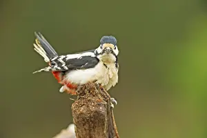 Raining: Great Spotted Woodpecker (Dendrocopos major) re