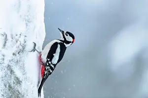 Kuusamo: Great spotted woodpecker (Dendrocopos major) on