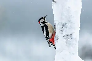 Kuusamo: Great spotted woodpecker (Dendrocopos major) on