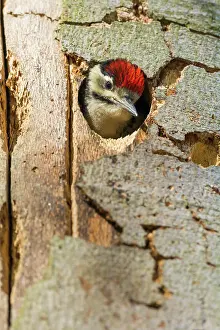 Major: Great Spotted Woodpecker (Dendrocopos major), young