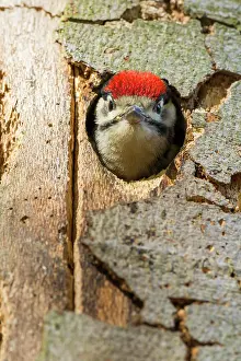 Major: Great Spotted Woodpecker (Dendrocopos major), young