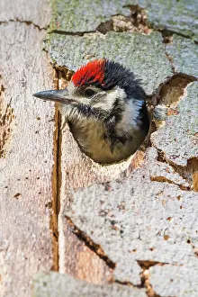 Major: Great Spotted Woodpecker (Dendrocopos major), young