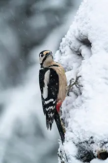 Major: Great spotted woodpecker (Dendrocopos major), female