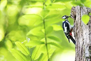 Waiting: Great spotted woodpecker (Dendrocopos major)