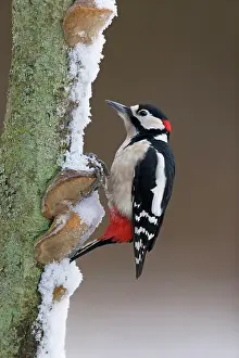 Dendrocopos: Great Spotted Woodpecker (Dendrocopos major) adult