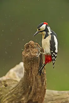 Dendrocopos: Great Spotted woodpecker (Dendrocopos major) fe