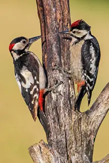 Coarse: Great Spotted Woodpecker (Dendrocopos major) feeding