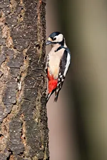 Utrechtse: Great spotted woodpecker (Dendrocopos major) fo