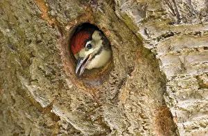 Dendrocopos: Great Spotted Woodpecker (Dendrocopos major) ju