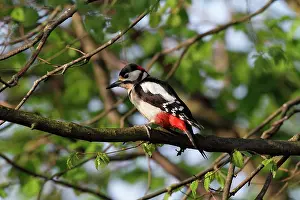 Picoides: Great Spotted Woodpecker (Dendrocopos major), male
