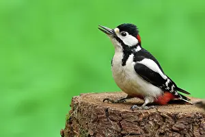 Picid: Great Spotted Woodpecker (Dendrocopos major), male