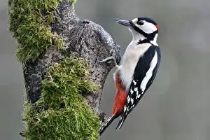 Picoides: Great Spotted Woodpecker (Dendrocopos major) male