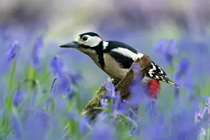 Hyacinths: Great spotted woodpecker (Dendrocopos major) male