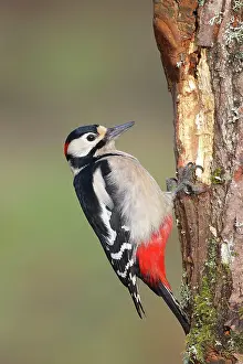 Dendrocopos: Great spotted woodpecker (Dendrocopos major), male