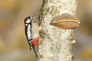Betulaceae: Great spotted woodpecker (Dendrocopos major) male