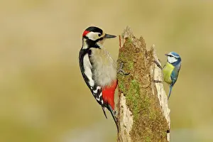 Major: Great spotted woodpecker (Dendrocopos major), male