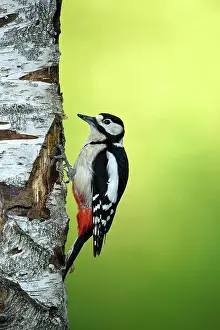 Major: Great Spotted Woodpecker (Dendrocopos major), male