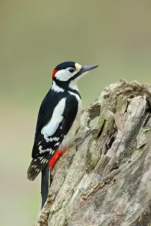 Major: Great spotted woodpecker (Dendrocopos major), male