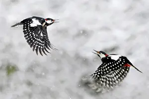 Competitions: Great spotted woodpecker (Dendrocopos major) males