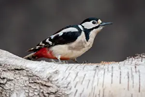 Veluwe: Great Spotted Woodpecker (Dendrocopos major) pe