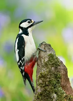 Hyacinths: Great spotted woodpecker (Dendrocopos major) perched
