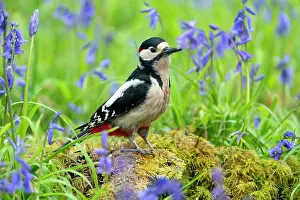 Hyacinths: Great spotted woodpecker (Dendrocopos major) perched